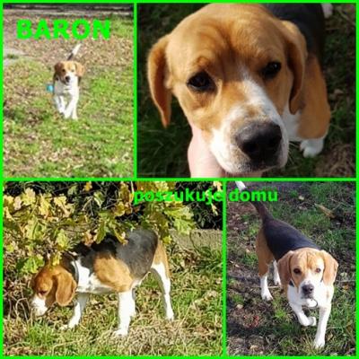 Beagle Baron szuka dobrego domu