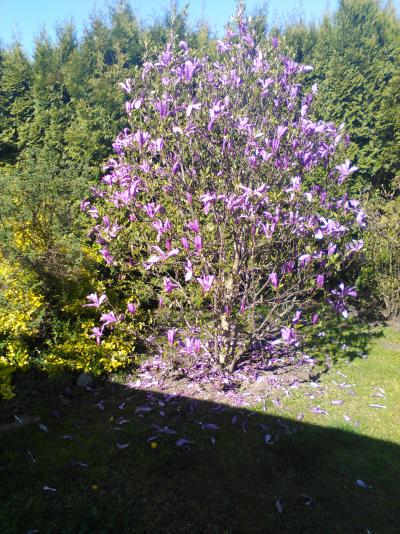 Magnolia Krzew - Drzewo duże 